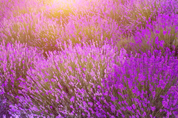Field of blooming lavender - 163467688