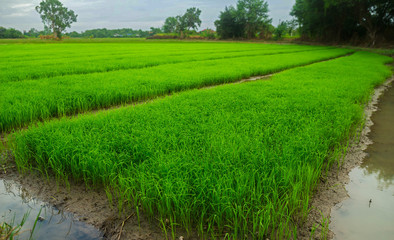green field Agriculture landscape