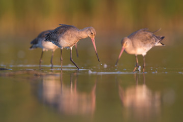 Black-tailed godwit (Limosa limosa)