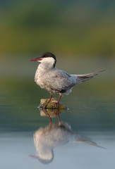 Whiskered tern (Chlidonias hybrida)