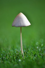 Mushroom