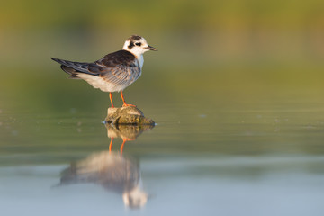 Juvenile white-winged tern (Chlidonias leucopterus)
