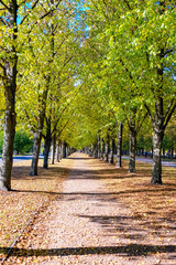 Naklejka premium Colorful foliage in the autumn park