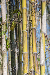 Bamboo trunks in a Vietnamese forest