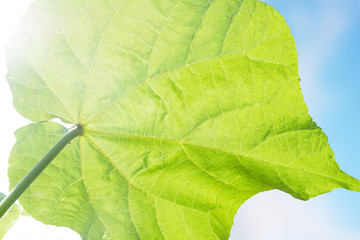 Leaf background