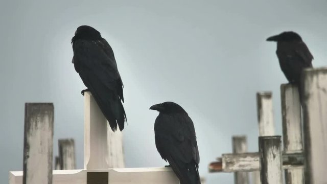 Two ravens perching on old wooden crosses in cemetery, Nuuk Greenland close up 4k