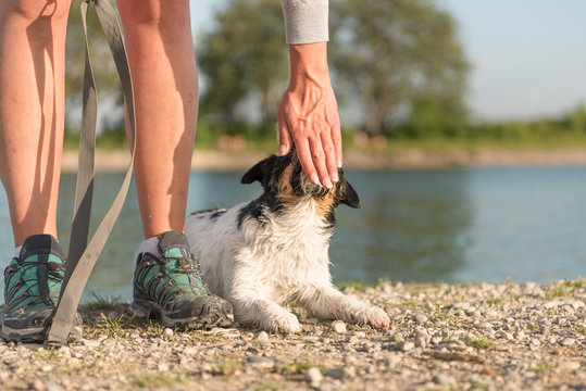 Hundetraining - Handtouch - Rauhaariger, tricolorer Jack Russell R&uuml;de 