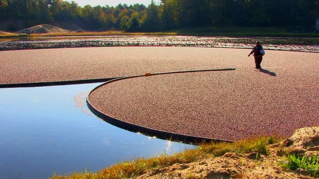 Man pulls tight on boom which holds collection of floating cranberries in the flooded bog.  This is in preparation for harvesting.