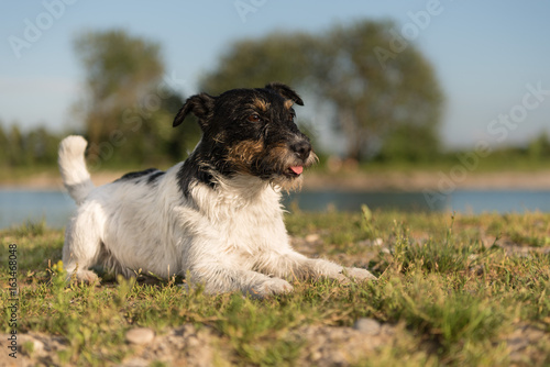 "Gehorsamer Hund liegt aufmerksam am See Tricolor rauhaariger Jack
