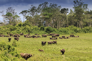 African Cape Buffalo