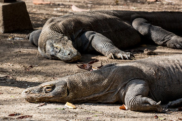 Komodowaran (Varanus komodoensis)