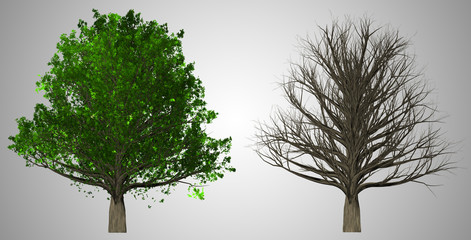 Tree isolated on abstract background, 3D Illustration