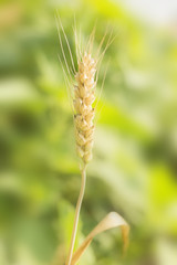 Mature Wheat Ears