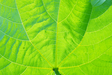 Leaf background