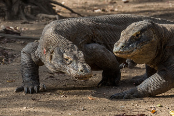 Komodowaran (Varanus komodoensis)