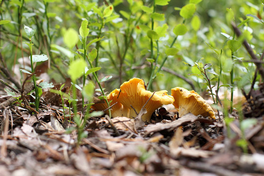 Harvest edible delicacies/ Forest orange mushrooms chanterelle grow group in the grass