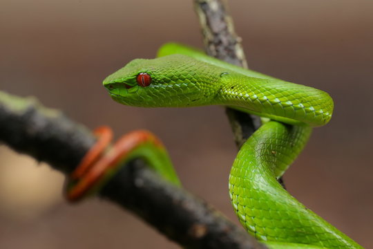 Green Pit Viper dangerous snake in Thailand and Southeast Asia.