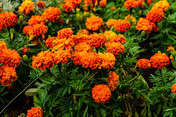 Mexicn marigolds (Tagetes erecta, Aztec marigold) on a flowerbed