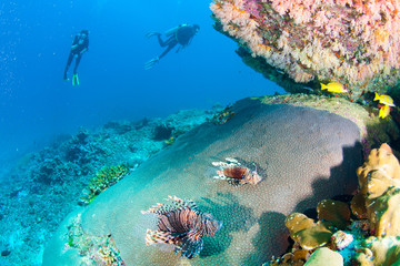 Wonderful and beautiful underwater world with corals, fish, scuba diver