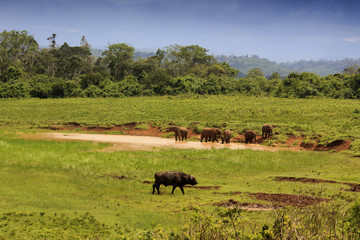 Cape buffalo and African elephants herd