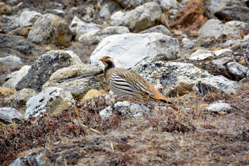 Tibetan Snowcock (Tetraogallus tibetanus) - beautiful bird living at the high altitude in the Himalayan mountains, Nepal