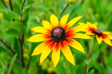 Black eyed susan flower on summer
