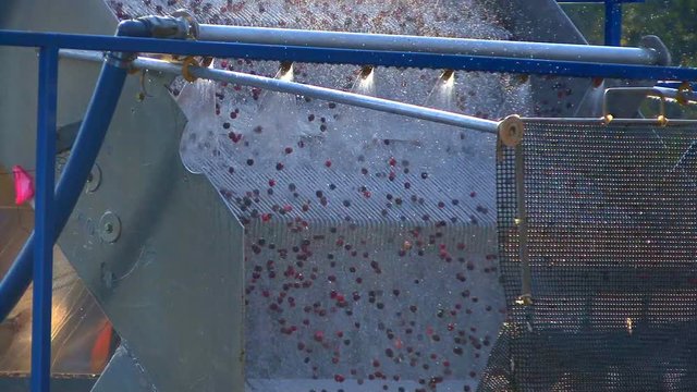 Cranberries cascade into loading truck after being washed of debris.  A mesh screen keeps berries from falling out of truck