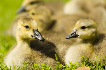 Baby geese