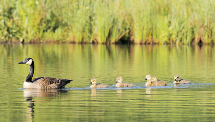 Baby geese following mom