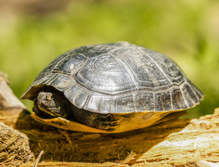 Turtle on a log