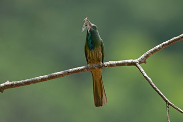 blue-bearded bee-eater (Nyctyornis athertoni) on breeding season in Khao Yai National Park, Thailand