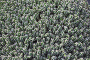 Natural background from green cacti in a cactus park on Lanzarote island, Canary Islands, Spain