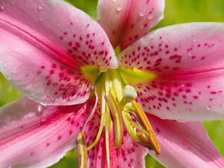 Orientalische Lilie (Makro) © carinthian