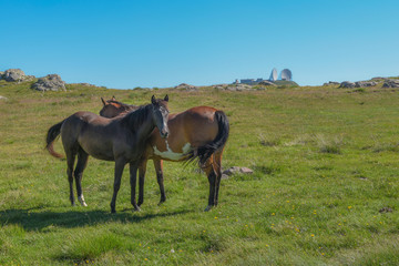 Obraz premium Cavalli