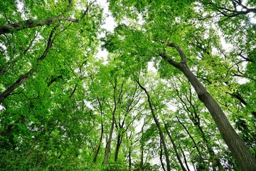 Obraz premium 緑の森