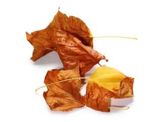 Naklejka premium Dry plane tree, sycamore leaves isolated on white