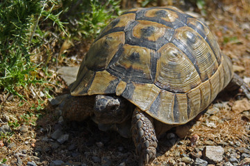 Schildkröte