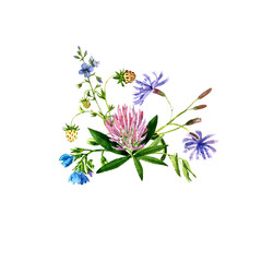 watercolor drawing wild flowers