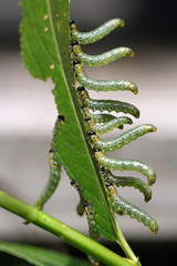 Naklejka premium Raupenkette