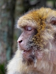 makak familie fressen schlafen existieren affe