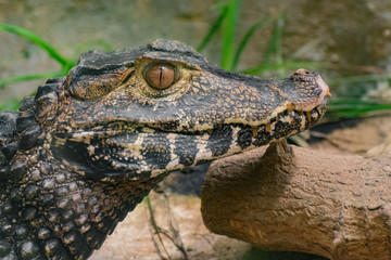 Caimano