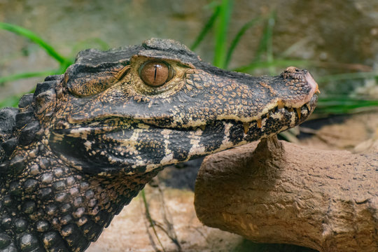 Caimano