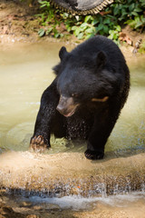 Obraz na płótnie Canvas Bear rescue centre in Laos