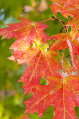 Details autumn colors