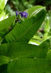 Hartstonge Fern and Bluebell Flower in Ancient English Woodland. Dartmoor National Park, Devon. May, 2017. 