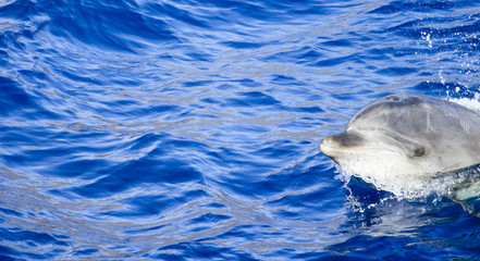 Delfin rechts © Holund