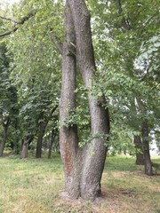 tree on the park