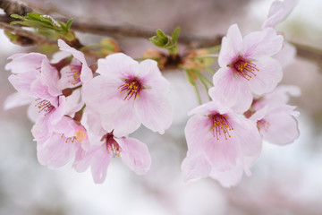 桜と雨