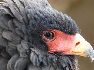 geier andenkondor greifvogel gefieder aasfresser