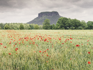 Lilienstein im Mohnfeld Sächsische Schweiz